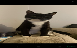 British Longhair cats for sale: Cats  - Advert 3