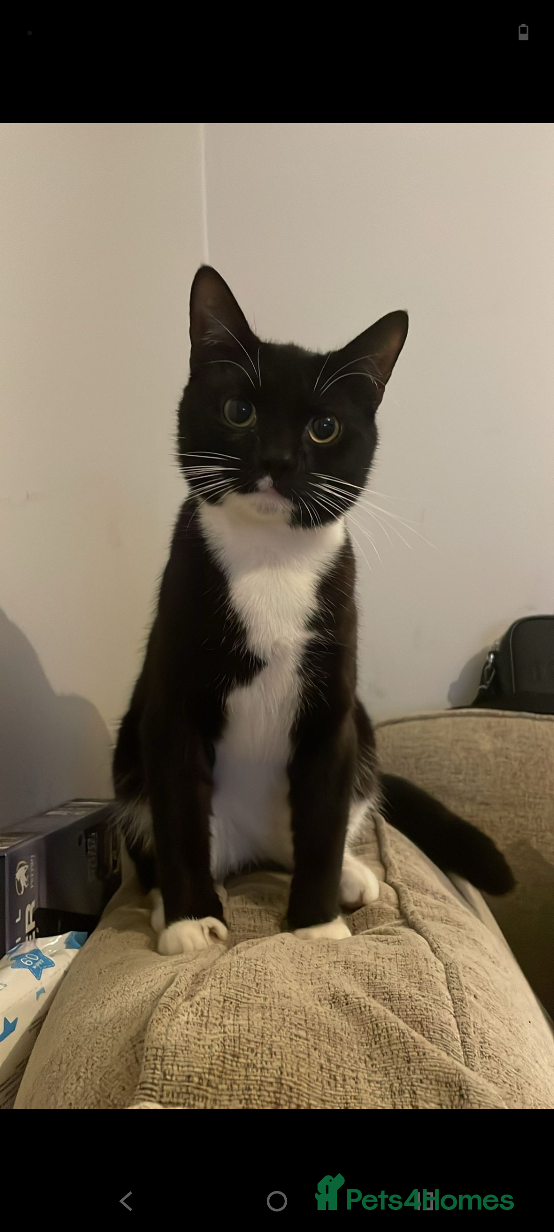 British Longhair cats for sale: Cats  - Advert 3