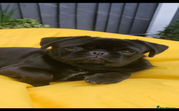 Pug dogs for stud: Fluffy pug for Stud - Image 1