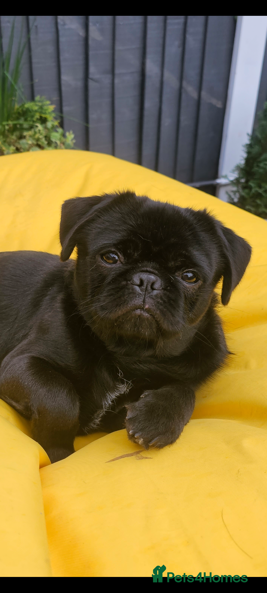 Pug dogs for stud: Fluffy pug for Stud - Image 1