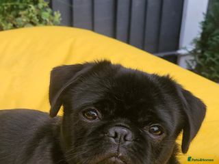 Pug dogs - Advert 1
