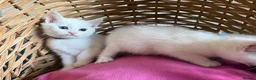 Ragdoll cats for sale: Ragdoll x ragdoll bsh male and female £275 8wk - Advert 10