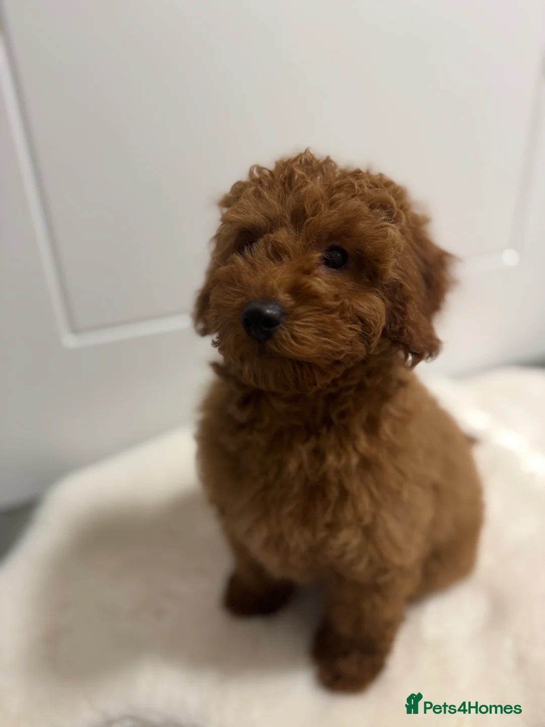 Mixed Breed dogs for sale: Beautiful Miniature Poodle - Advert 5