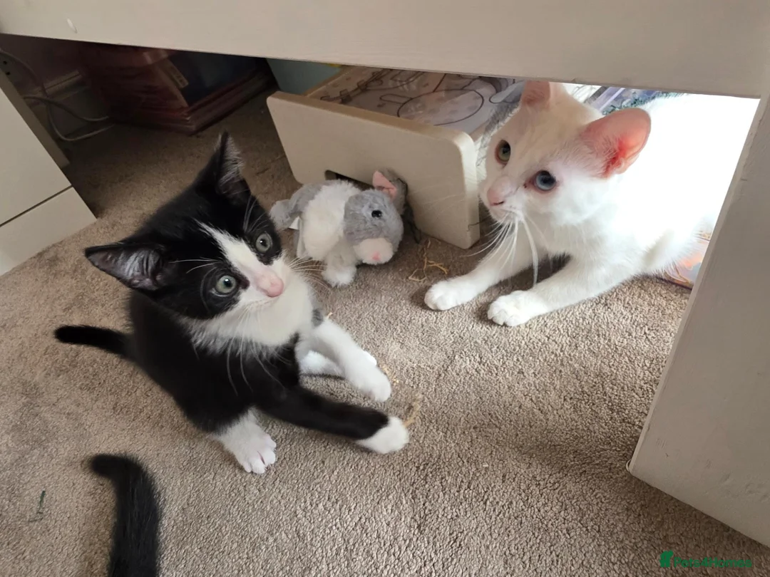 Mixed Breed cats for sale: Gorgeous male kitten looking for his forever home in Leeds - Advert 2