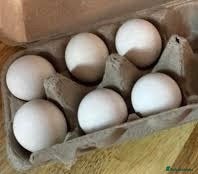 Chickens poultry Silkie Hatching Eggs Available  - Advert 1