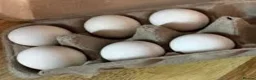 Chickens poultry for sale: Silkie Hatching Eggs Available  - Advert 1