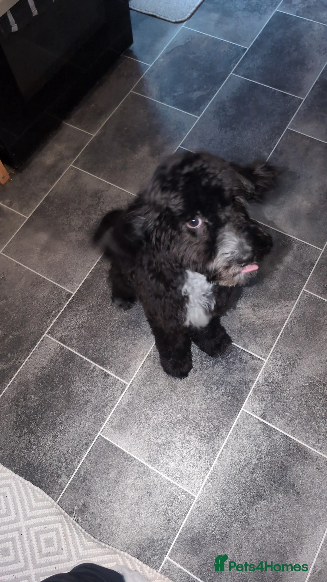 Cockapoo dogs for sale: 5 month old  MALE miniature cockapoo for sale  - Advert 2