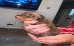 Miniature Dachshund dogs for sale: Kc miniature daschunds - Image 11