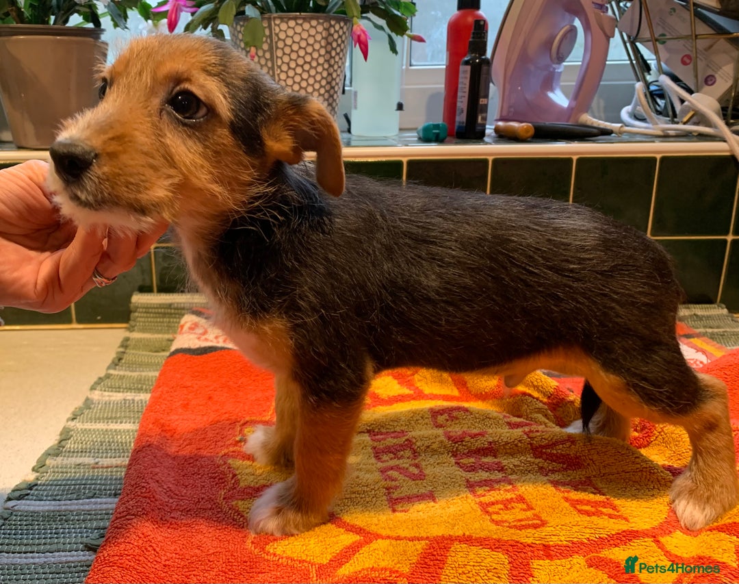 Jack Russell dogs for sale: Jack Russel Puppies - Advert 2