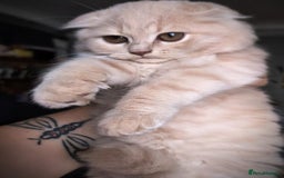 Scottish Fold cats for sale: 💙FAWN TICA active for BREEDING 🩵 Scottish Fold❣️ - Image 14