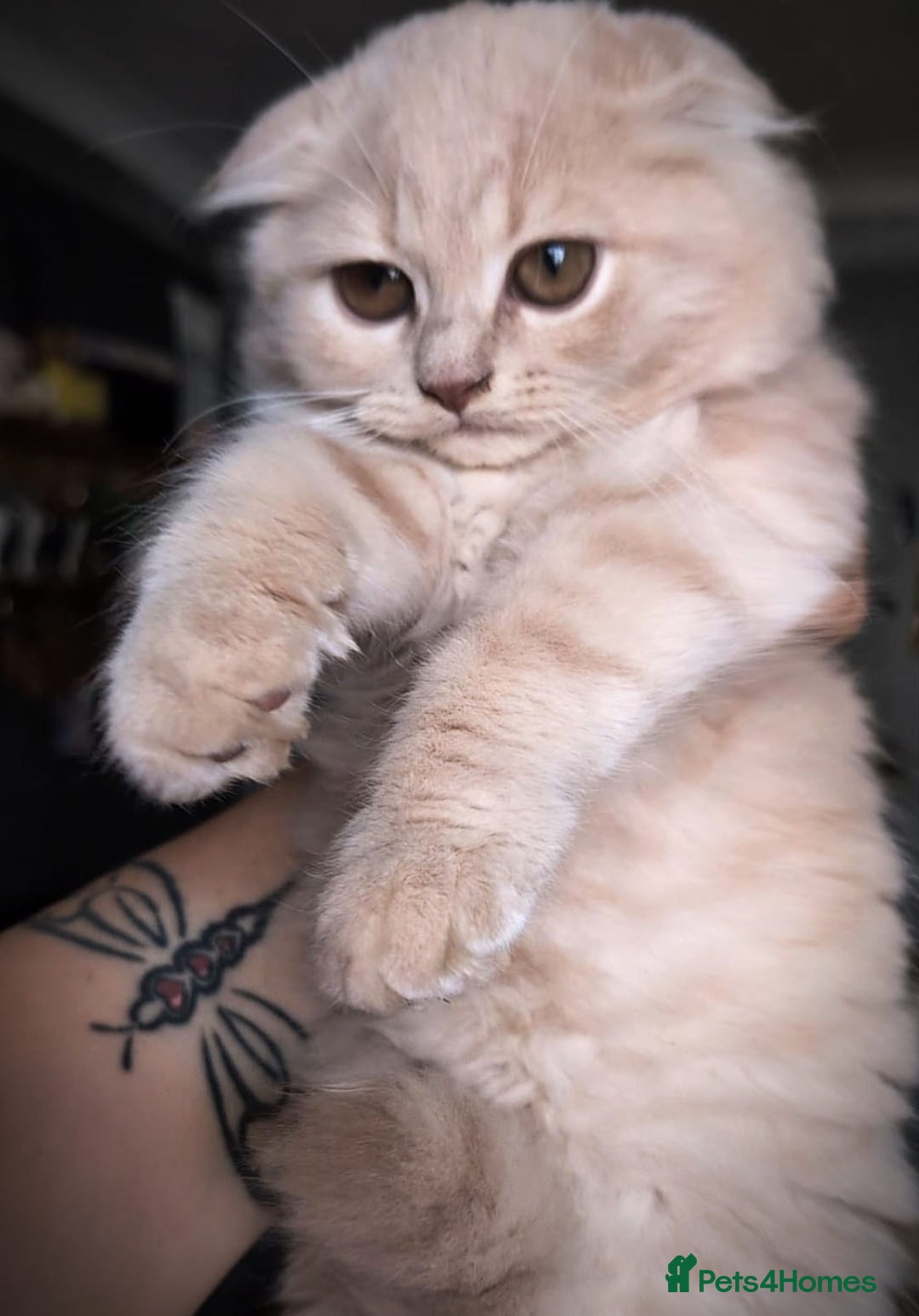 Scottish Fold cats for sale: 💙FAWN TICA active for BREEDING 🩵 Scottish Fold❣️ - Image 14