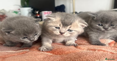 British Shorthair cats - Advert 5