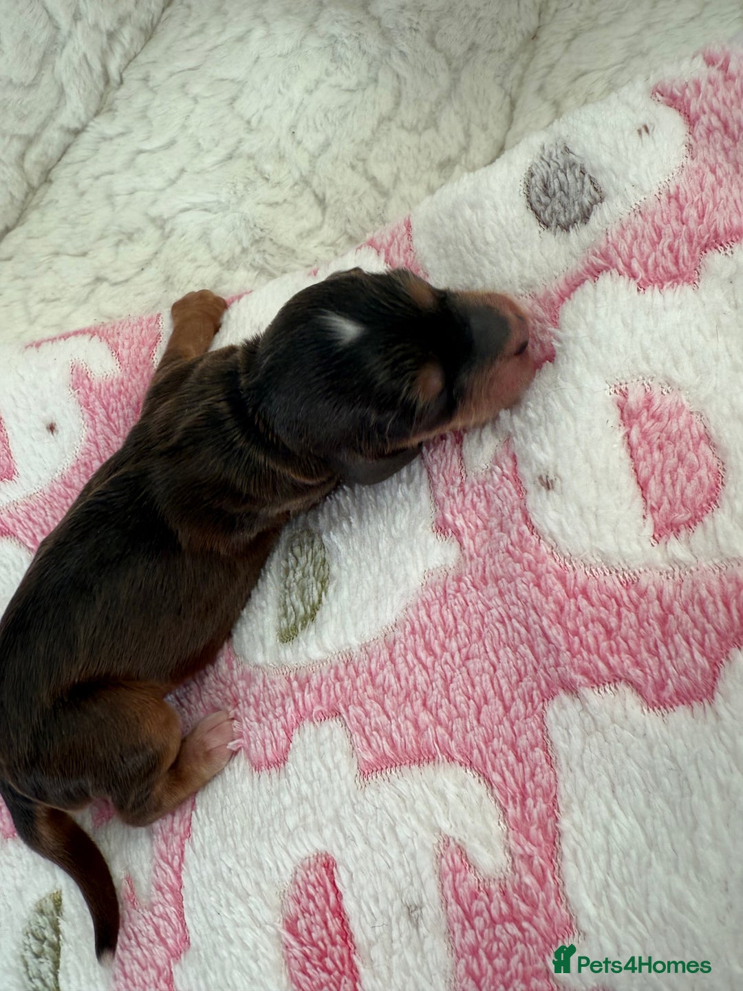 Cockapoo dogs for sale: Ready Dec 20th. Fully dna & health tested clear - Image 19