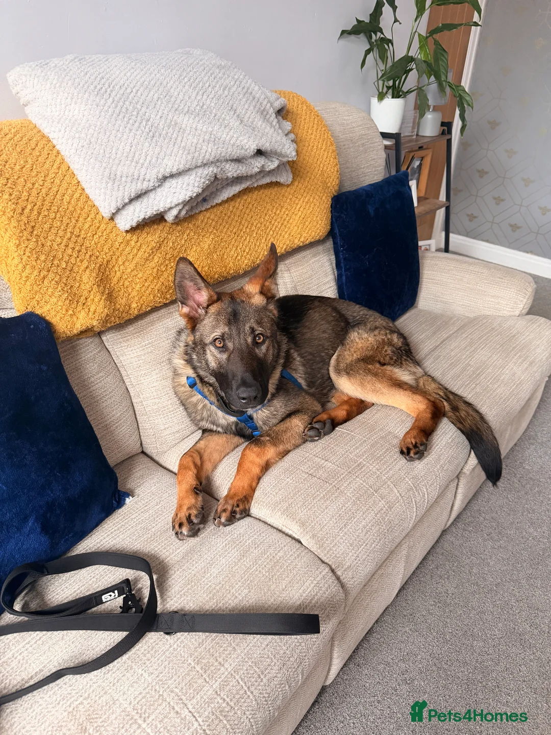 German Shepherd dogs for sale: Enzo the GSD in Manchester - Advert 1
