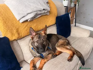 German Shepherd dogs Enzo the GSD in Manchester - Advert 1