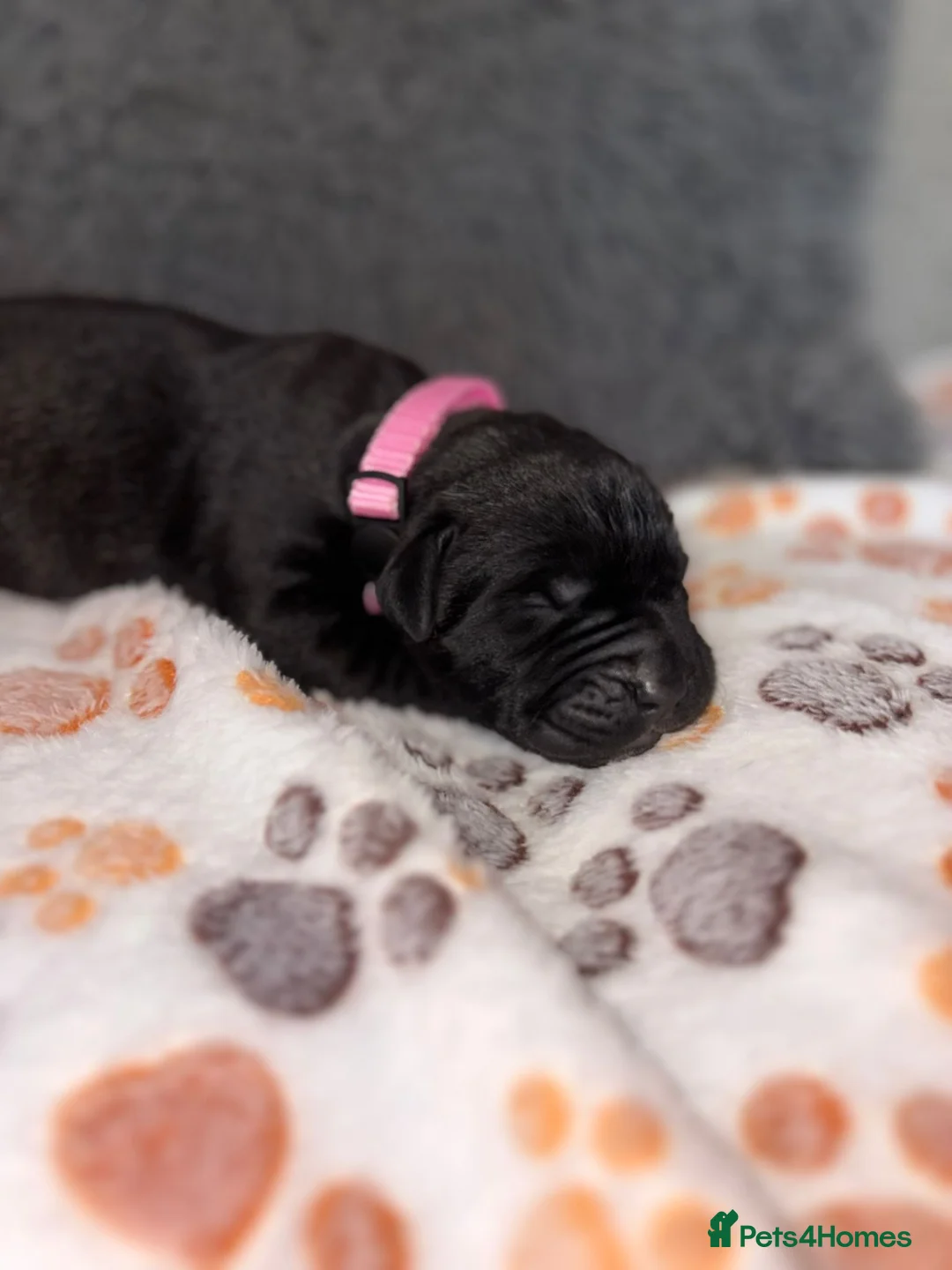Mixed Breed dogs for sale: Cane Corso x Presa Canario Puppies  - Advert 2