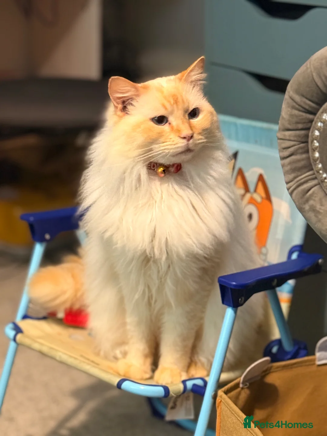 Ragdoll cats for sale:  Beautiful Ragdoll Cat–Looking for the Right Home - Advert 1