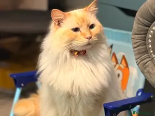 Ragdoll cats Beautiful Ragdoll Cat–Looking for the Right Home - Advert 5