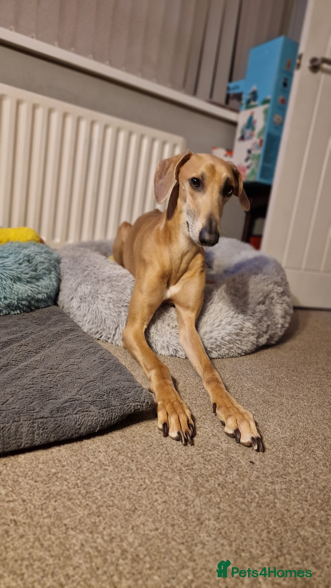 Mixed Breed dogs for sale: Saluki Greyhound Whippet.  - Advert 11