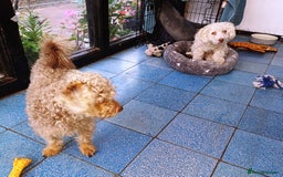 Yorkiepoo dogs for adoption: M.&K. - two inseparable friends for a Loving Home - Image 3