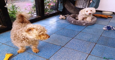 Yorkiepoo dogs - Advert 8