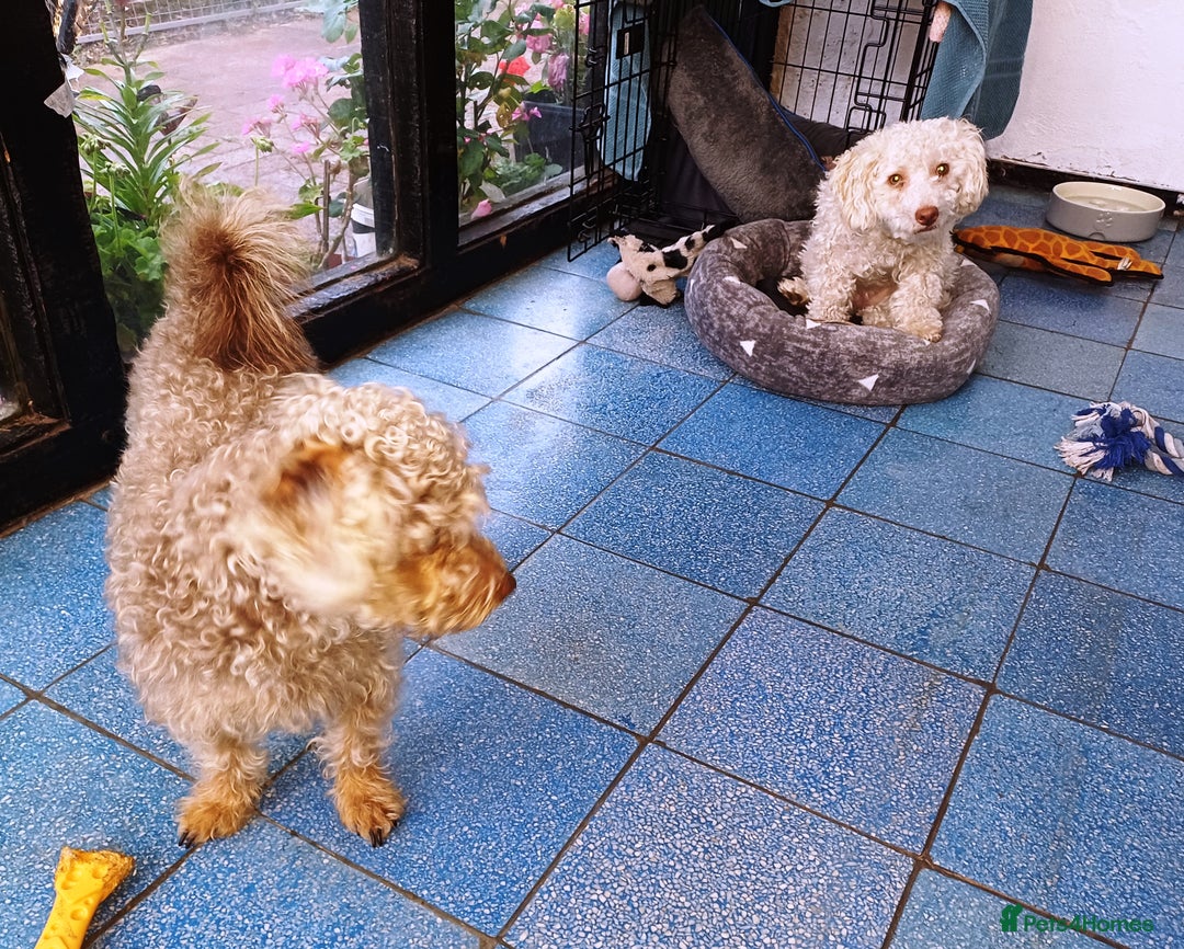 Yorkiepoo dogs for adoption: M.&K. - two inseparable friends for a Loving Home - Image 3