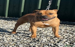 Staffordshire Bull Terrier dogs for sale: Cherry is looking for her new best friend  - Image 8