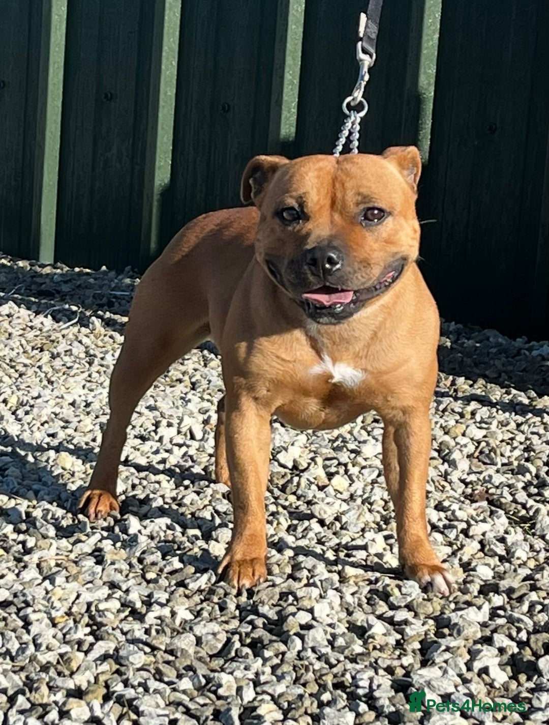Staffordshire Bull Terrier dogs for sale: Cherry is looking for her new best friend  - Image 8