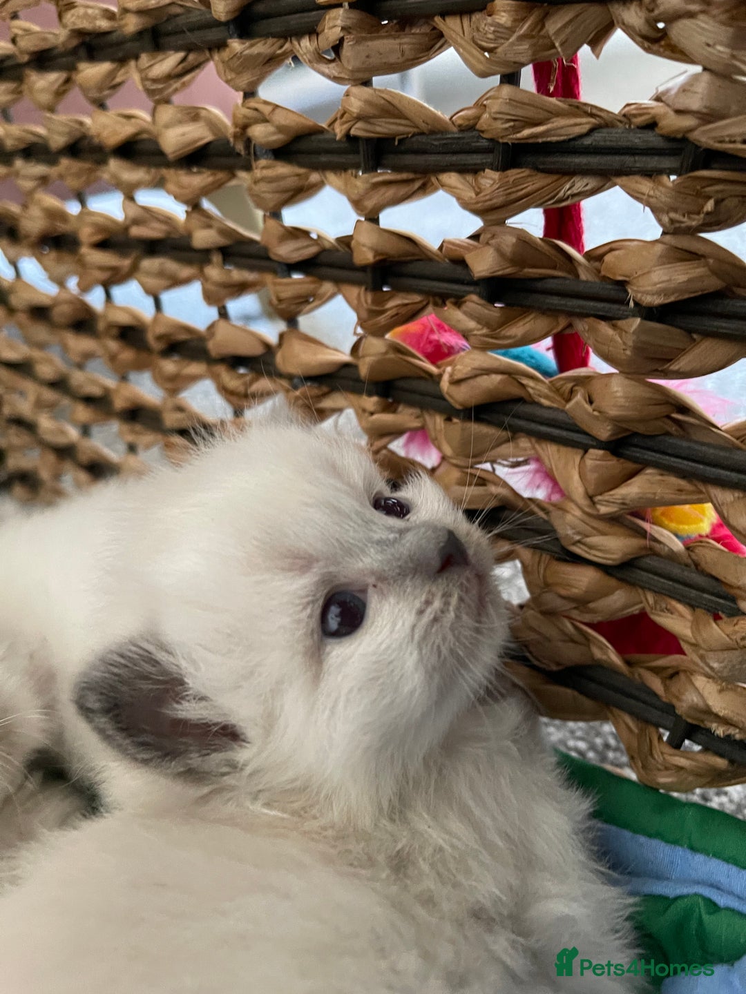 Ragdoll cats for sale: Gorgeous Ragdoll Kittens - Image 4