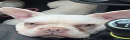 French Bulldog dogs for sale: Beautiful girl looking for her perfect home 🩷 - Advert 3