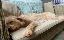 Labradoodle dogs for sale: 🌟 Beautiful Darcy — Yellow Labradoodle 🌟 - Image 3