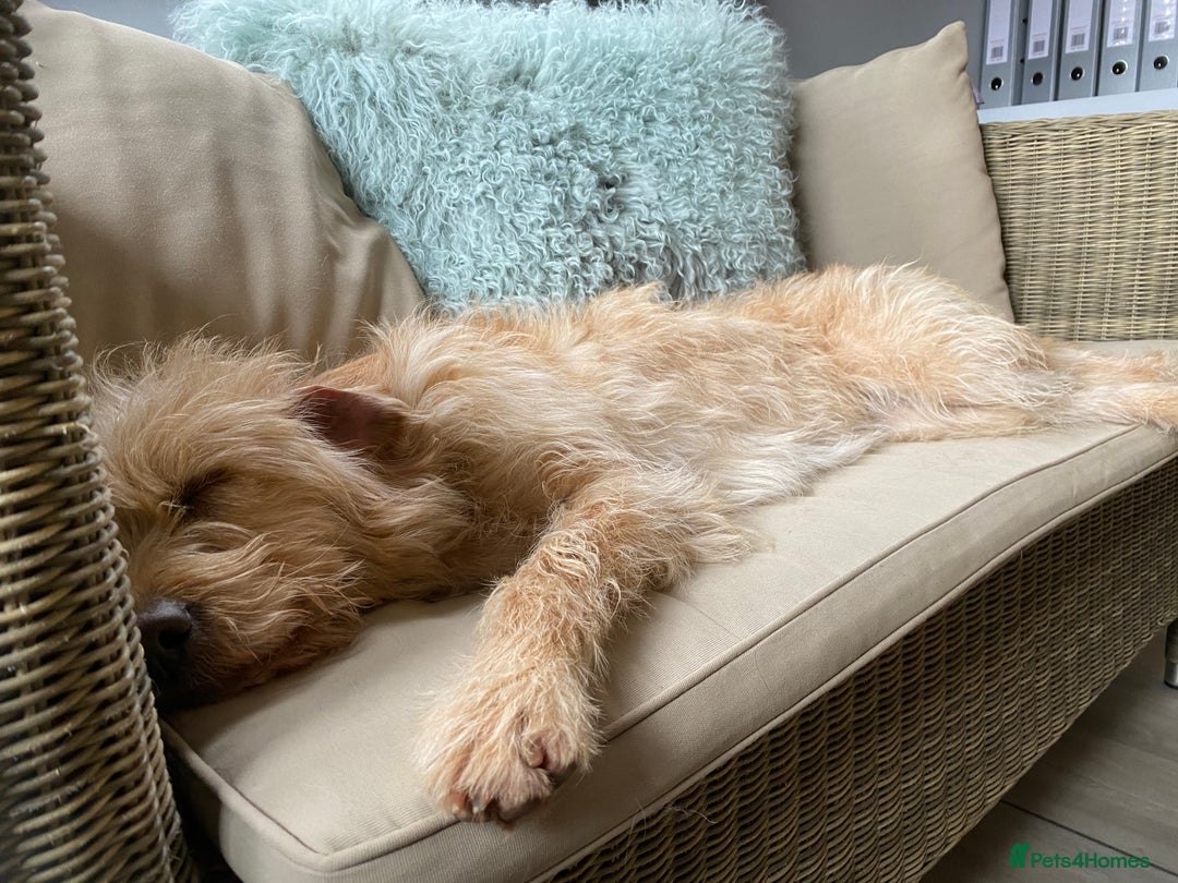Labradoodle dogs for sale: 🌟 Beautiful Darcy — Yellow Labradoodle 🌟 - Image 3
