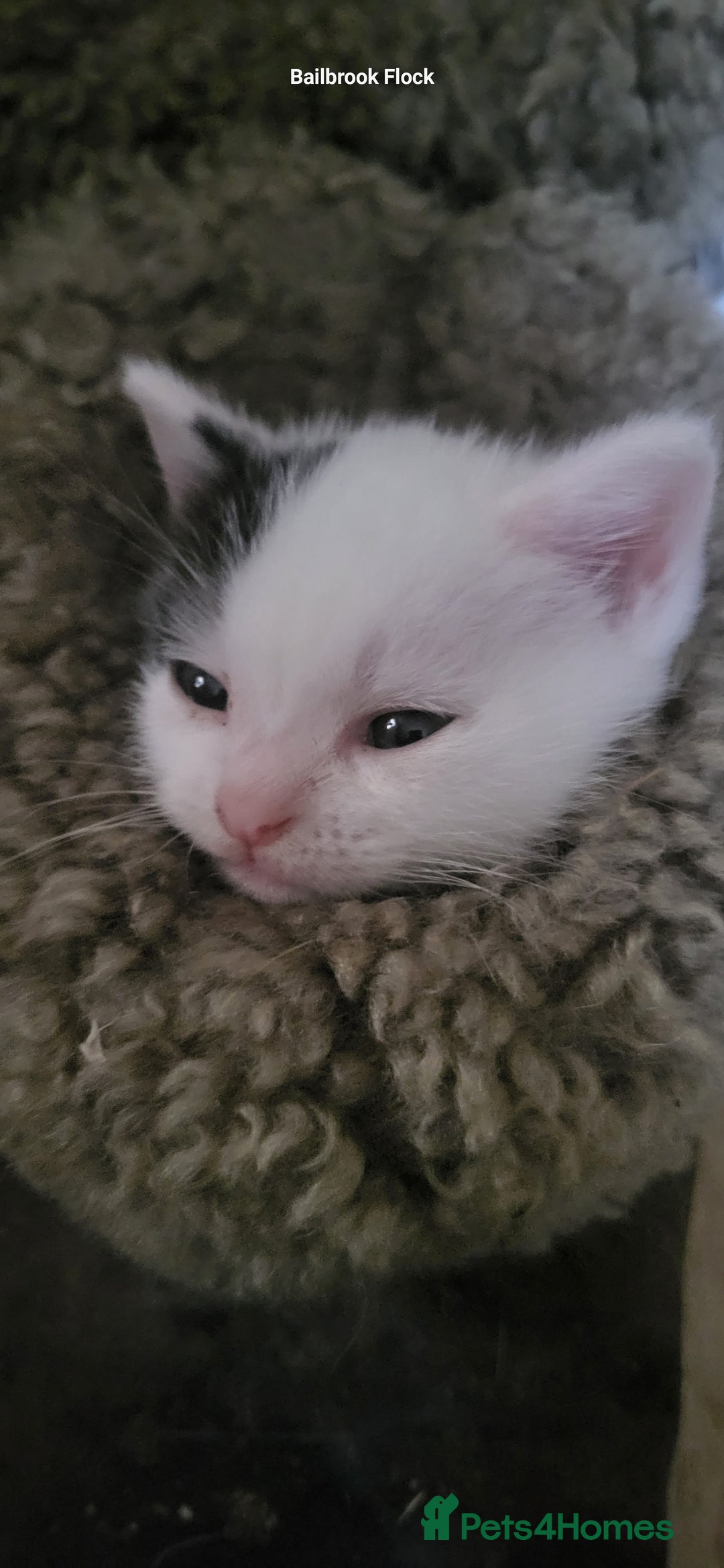Mixed Breed cats for sale: Domestic Shorthair x Turkish Van  - Advert 9