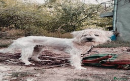 Mixed Breed dogs for adoption: Randolph, 2 - 3 yrs. Available for adoption. - Image 6