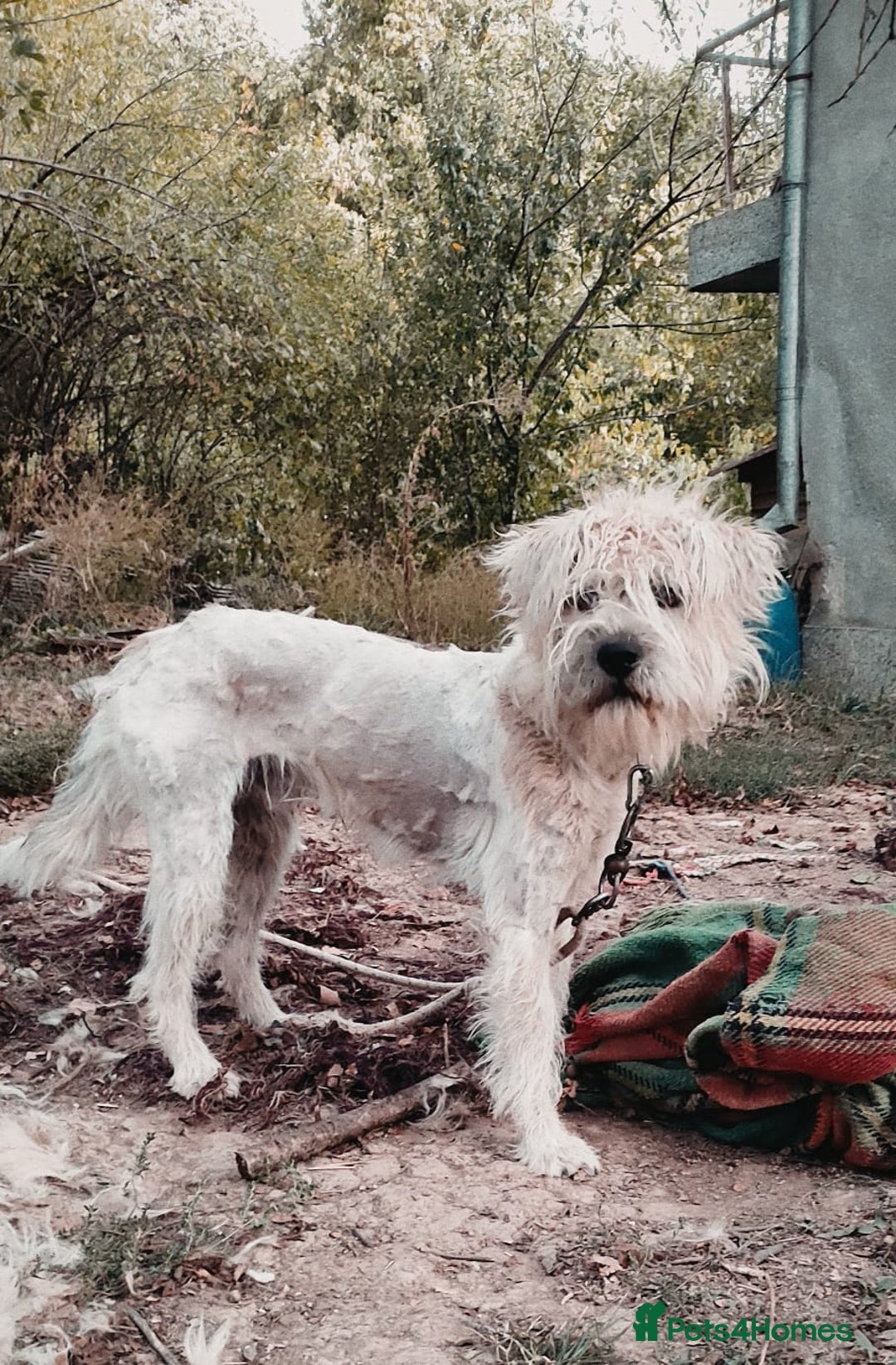 Mixed Breed dogs for adoption: Randolph, 2 - 3 yrs. Available for adoption. - Image 6