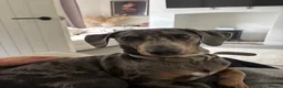 Dachshund dogs for sale: Merle Dachshund in Leek - Advert 3