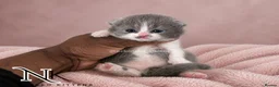 British Shorthair cats for sale: Exceptional GCCF REGISTERED BSH KITTENS - Advert 21