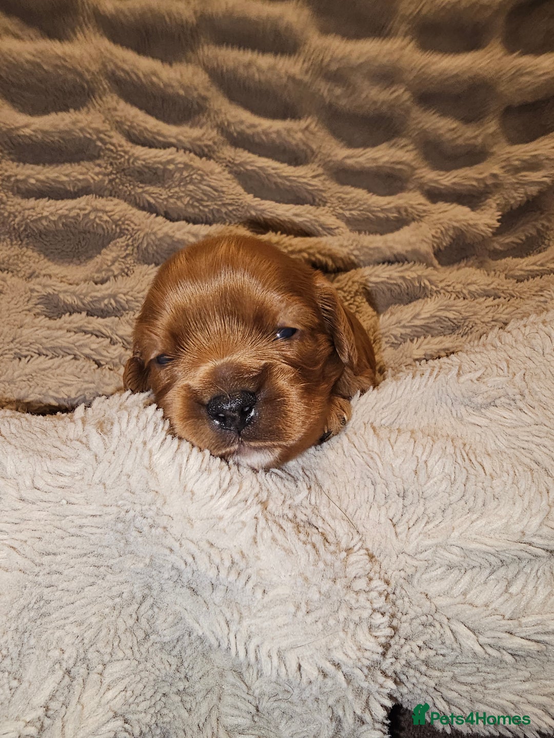 Cavalier King Charles Spaniel dogs for sale: Cavalier king charles spaniel puppies  - Advert 16