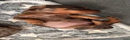 Miniature Dachshund dogs for sale: Miniature Dachshund  - Advert 8