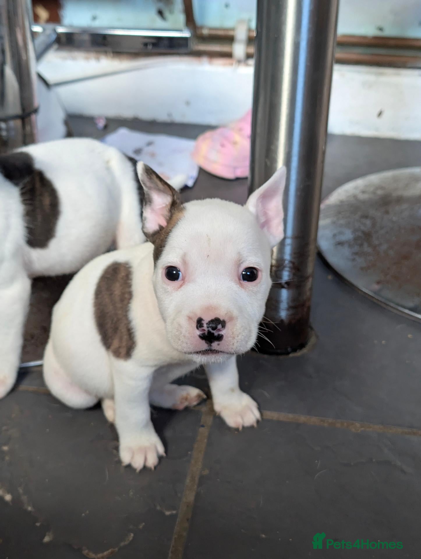 Mixed Breed dogs 8 staffy x English bull terrier puppies - Advert 2