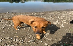 Mixed Breed dogs for sale: Koboar - 5 year old family dog - Image 4