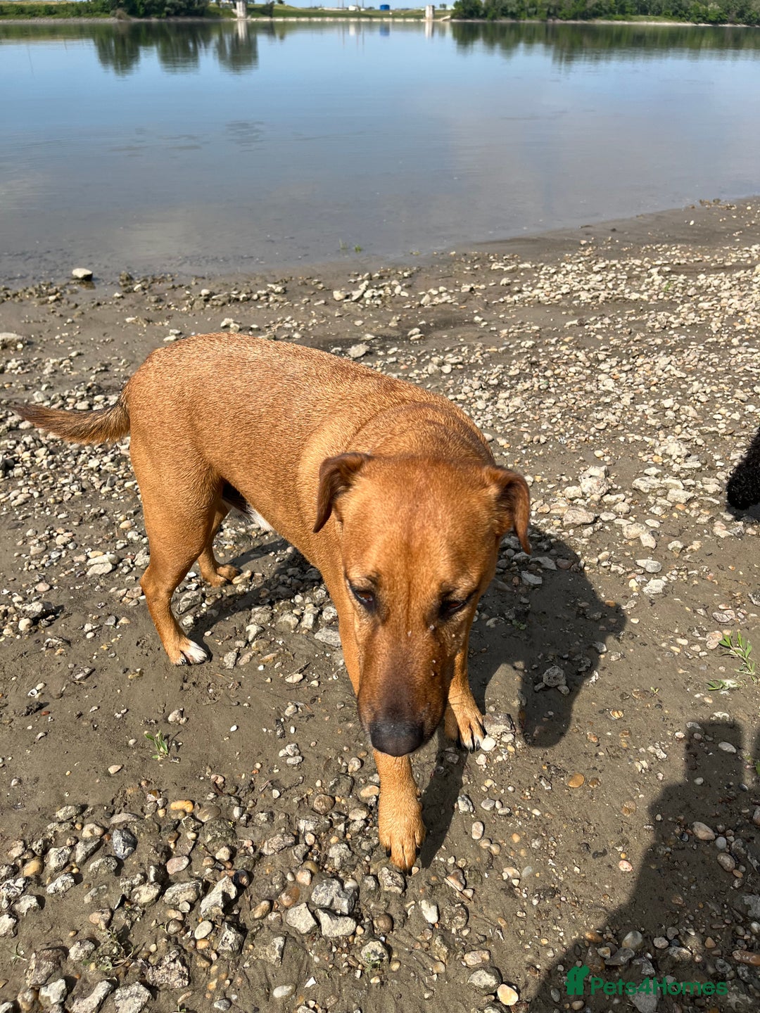 Mixed Breed dogs for sale: Koboar - 5 year old family dog - Image 4