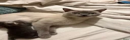 British Shorthair cats for sale: British shorthair/russian blue kittens  - Advert 1