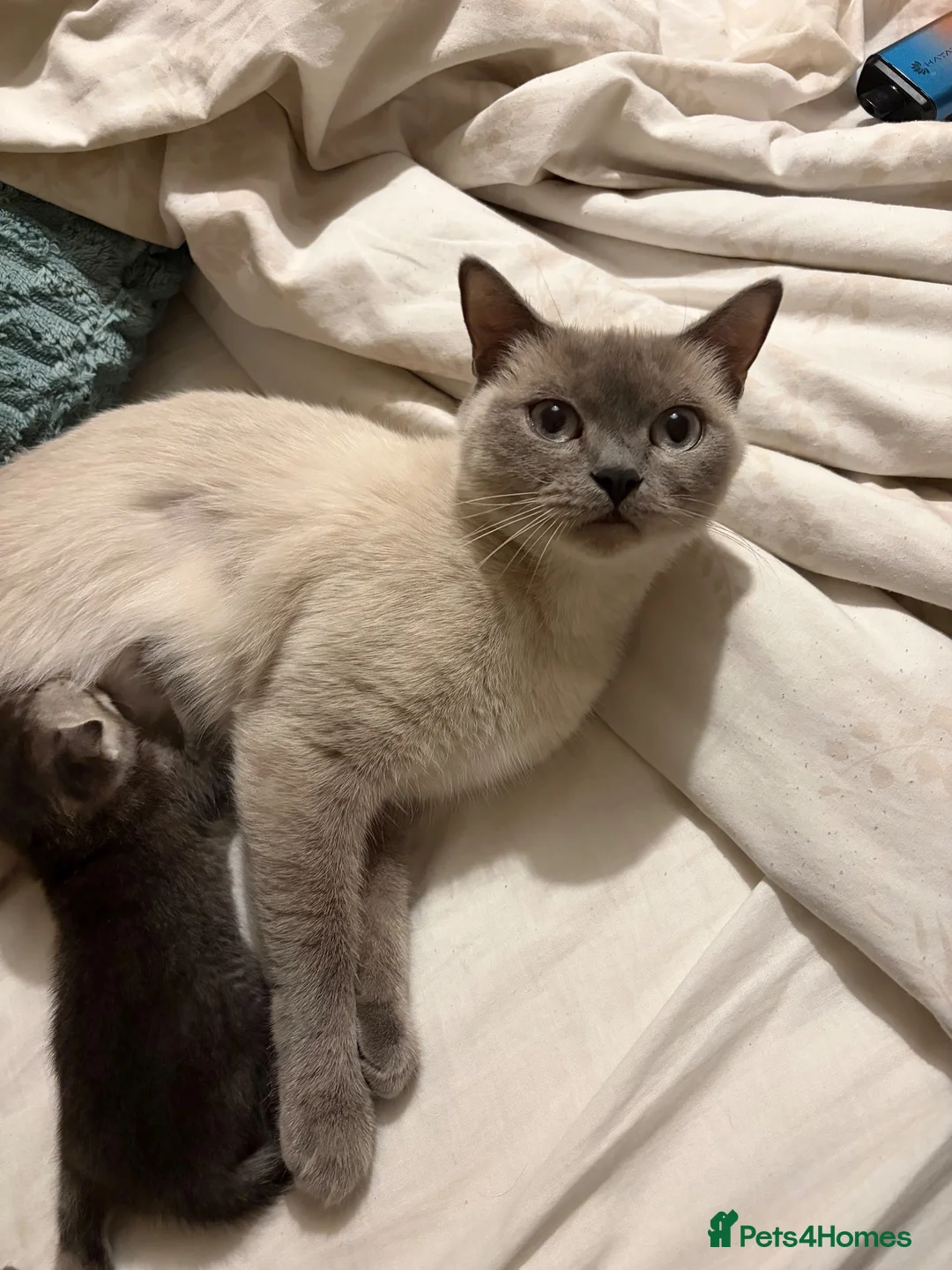 British Shorthair cats for sale: British shorthair/russian blue kittens  - Advert 1