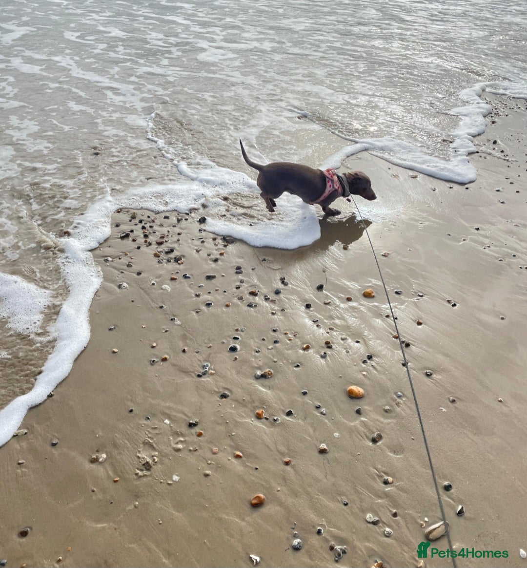 Miniature Dachshund dogs for sale: Miniature shorthaired Dachshund - Advert 3