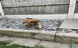 Japanese Shiba Inu dogs for sale: Last Boy - 15 yrs exp Health Checked - Image 6
