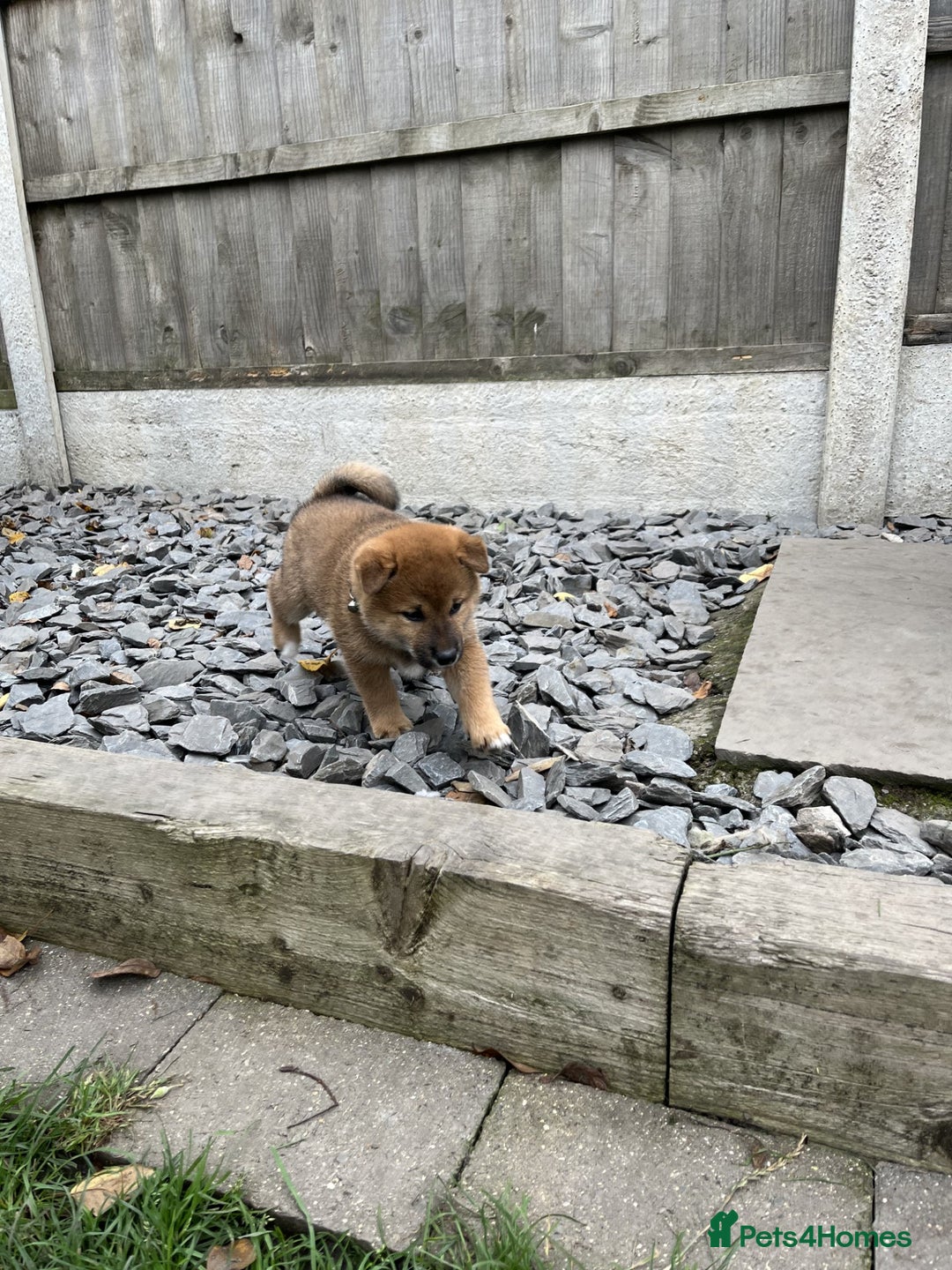 Japanese Shiba Inu dogs for sale: Last Boy - 15 yrs exp Health Checked - Image 6