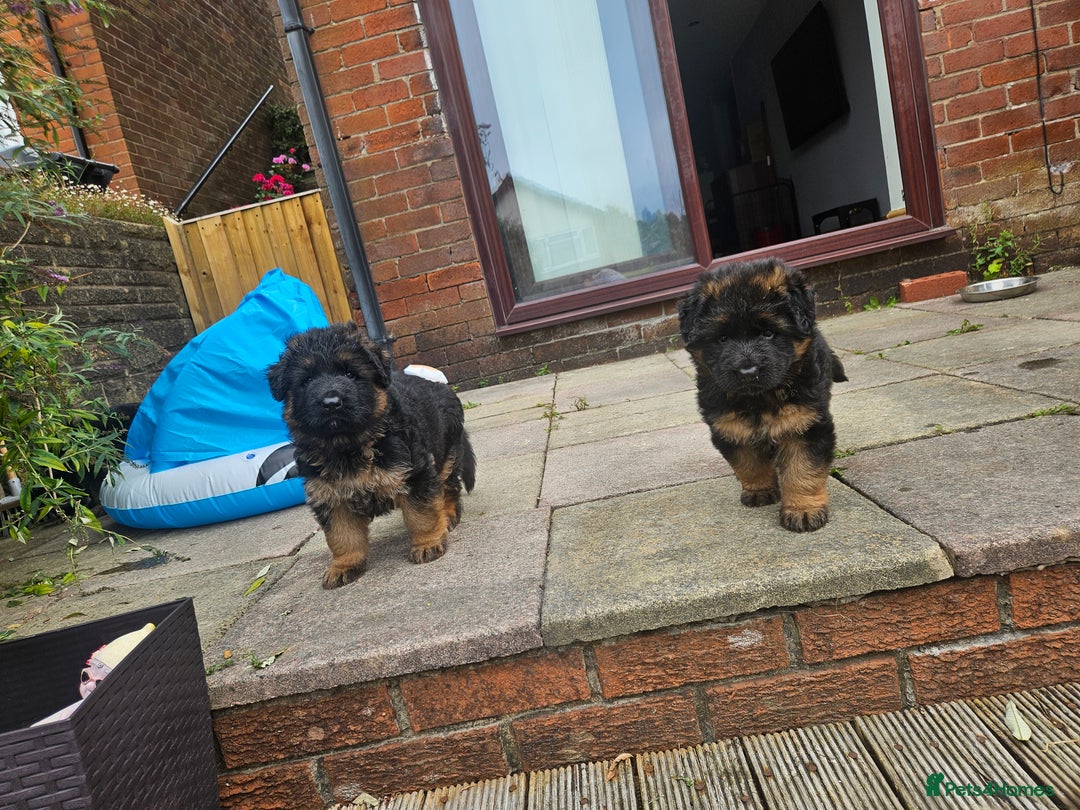 German Shepherd dogs for sale: 2 Chunky GSD boys looking for forever home  - Image 3