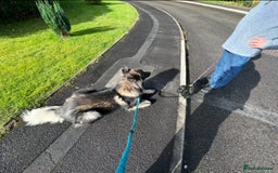 German Shepherd dogs for stud: Long Coat Blue Sable German Shepherd 💙 STUD in Swansea - Image 4
