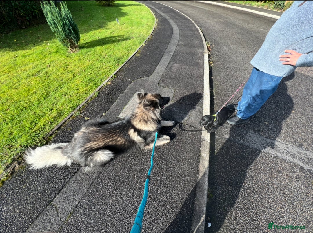 German Shepherd dogs for stud: Long Coat Blue Sable German Shepherd 💙 STUD in Swansea - Image 4